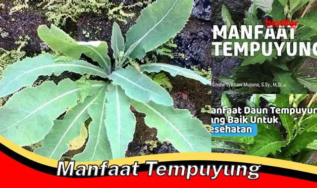 Temukan 5 Manfaat Tempuyung yang Jarang Diketahui