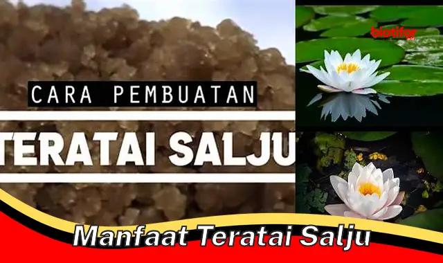 manfaat teratai salju manfaat teratai salju