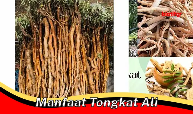 Temukan 5 Manfaat Tongkat Ali yang Belum Banyak Diketahui