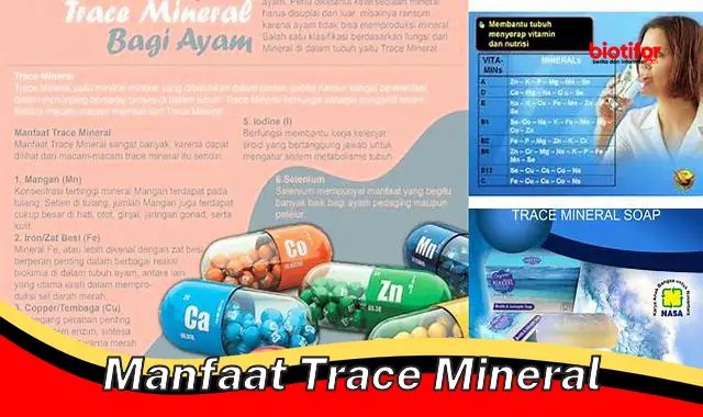 Temukan Manfaat Trace Mineral yang Jarang Diketahui!