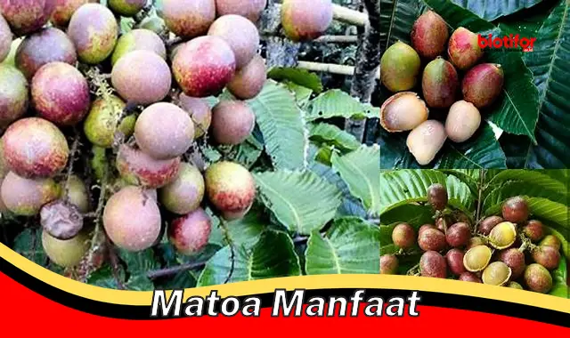 matoa manfaat matoa manfaat