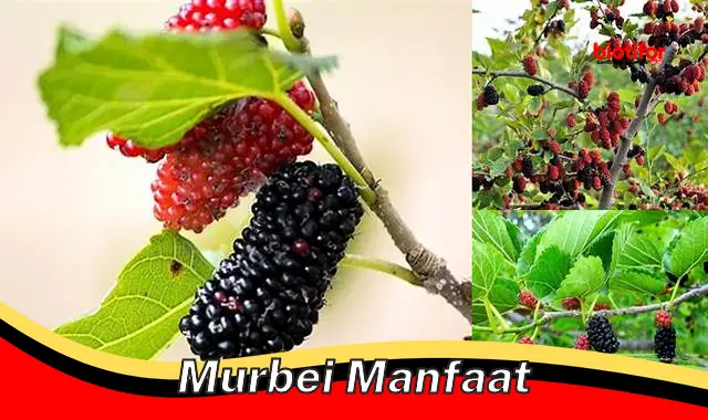 murbei manfaat murbei manfaat
