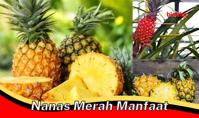 nanas merah manfaat nanas merah manfaat