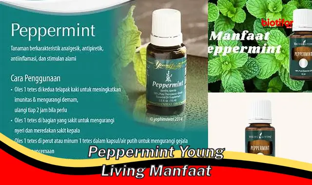 Temukan Manfaat Peppermint Young Living yang Jarang Diketahui