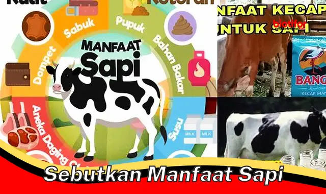 Temukan Manfaat Sapi yang Jarang Diketahui