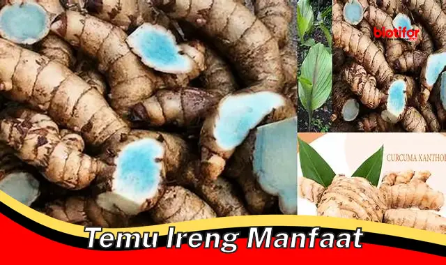 5 Manfaat Temu Ireng yang Jarang Diketahui