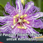 Manfaat Passion Flower