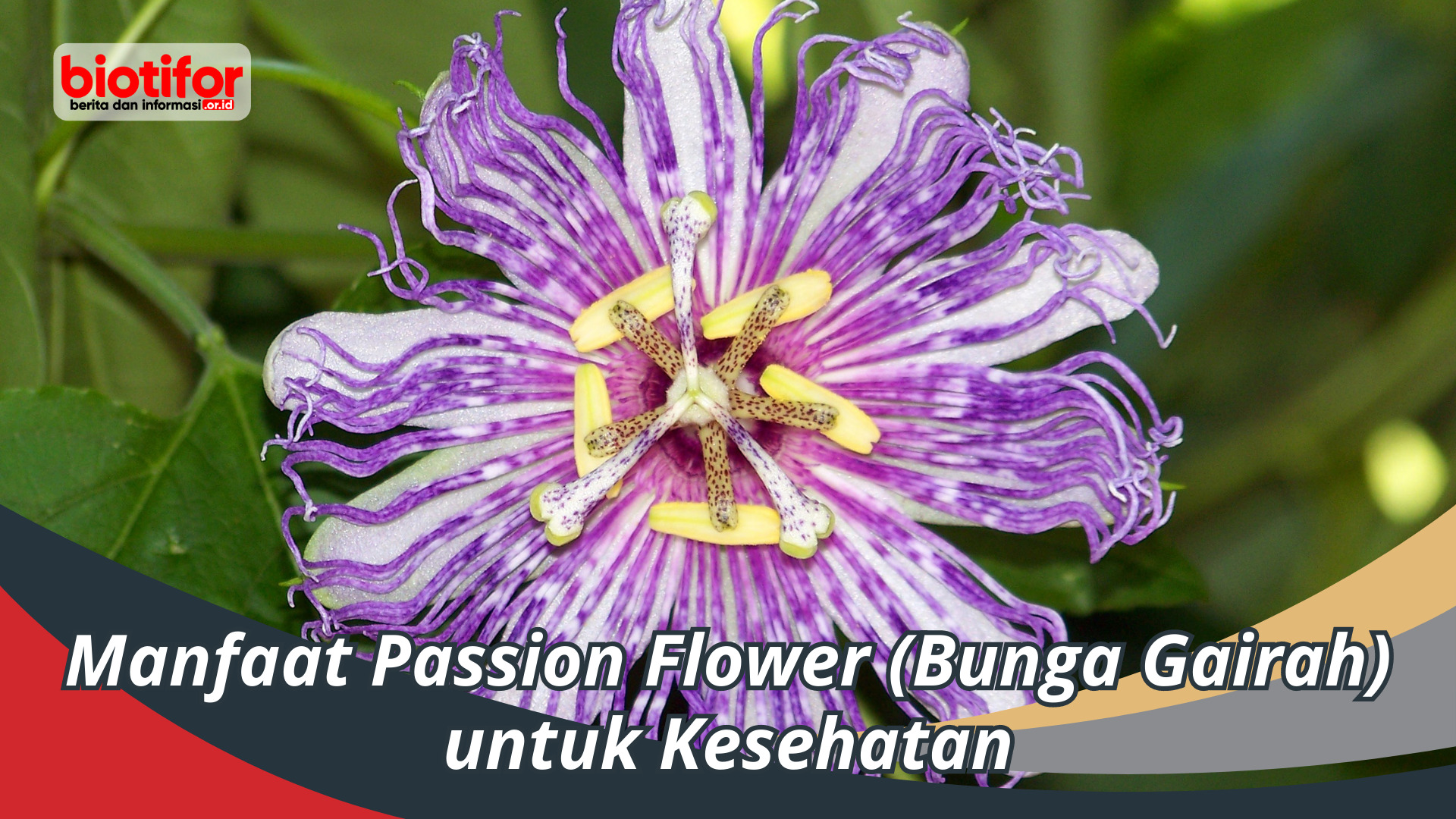 Manfaat Passion Flower (Bunga Gairah) untuk Kesehatan