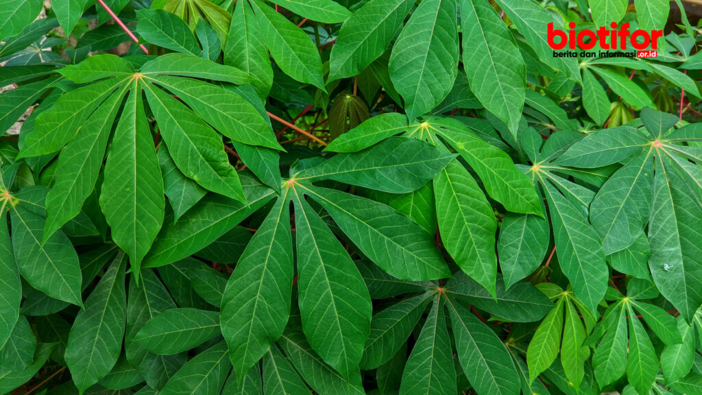 manfaat daun singkong