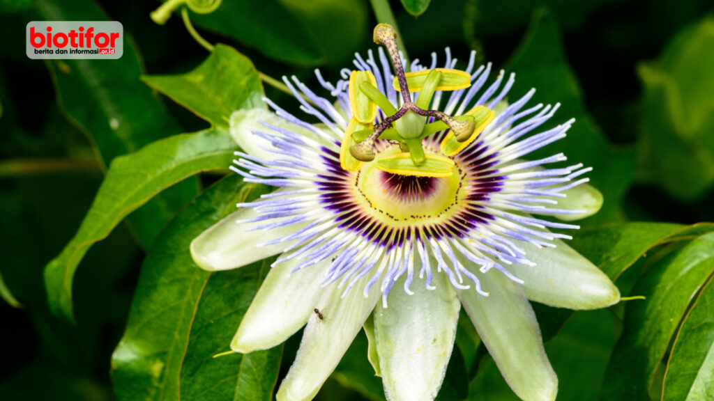 Manfaat Passion Flower 