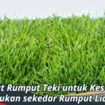 Manfaat Rumput Teki