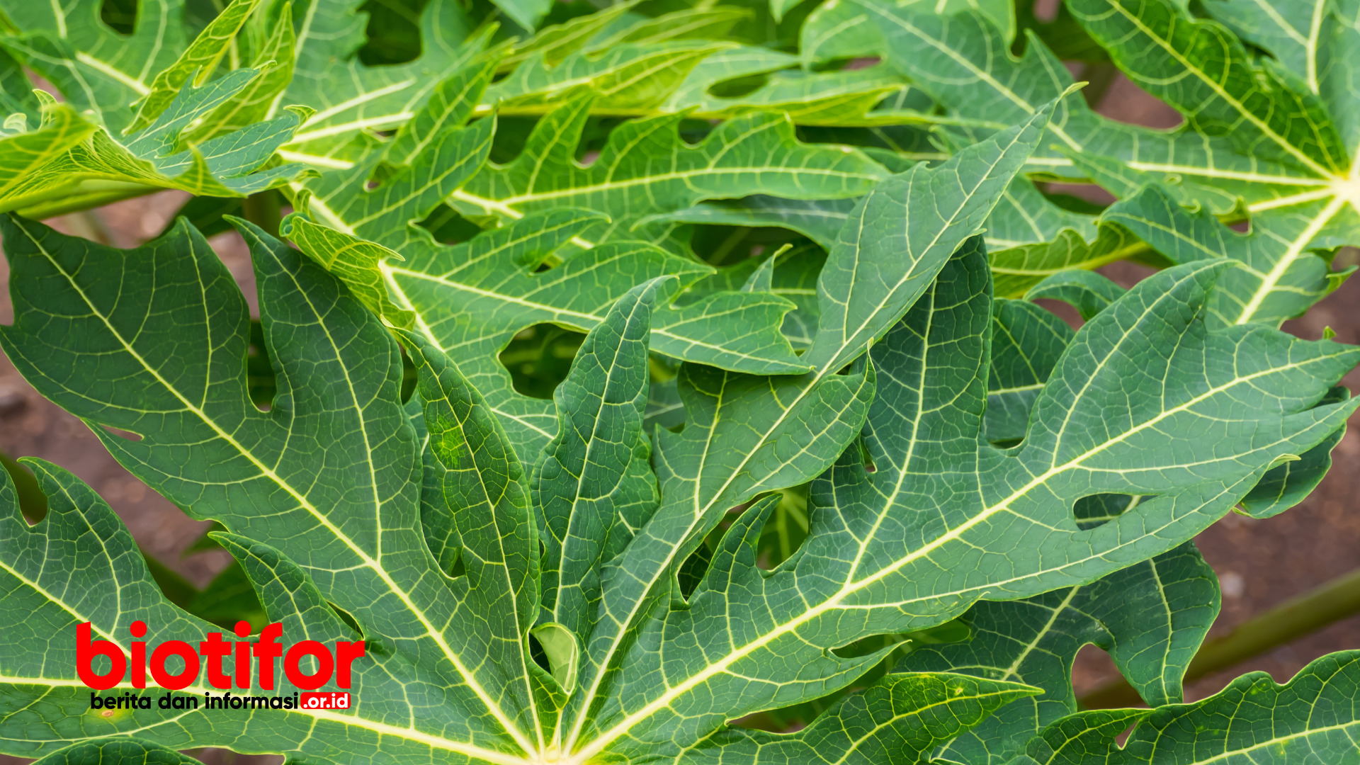 Manfaat Daun Pepaya untuk Jangkrik: Meningkatkan Kesehatan dan Produktivitas