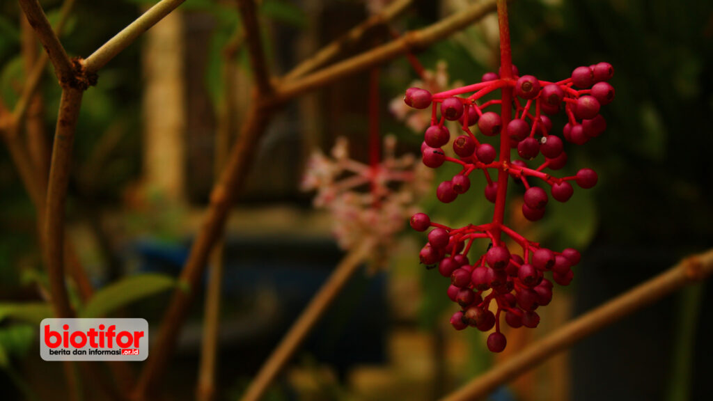 manfaat buah parijoto