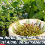 tanaman Herbal untuk Asam Lambung