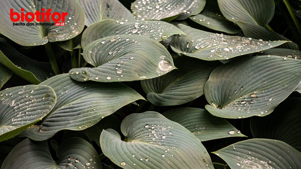 tanaman Hosta (Hosta spp.)