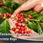 12 Jenis Tanaman Kopi Panduan Lengkap untuk Pecinta Kopi