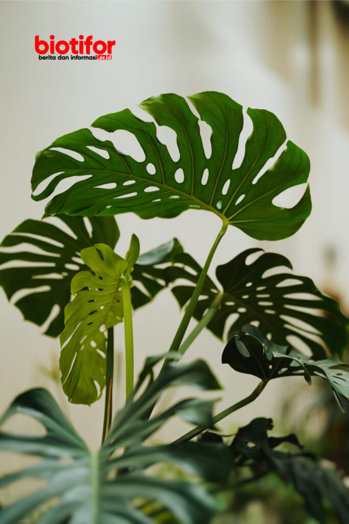 Monstera Adansonii Round Form