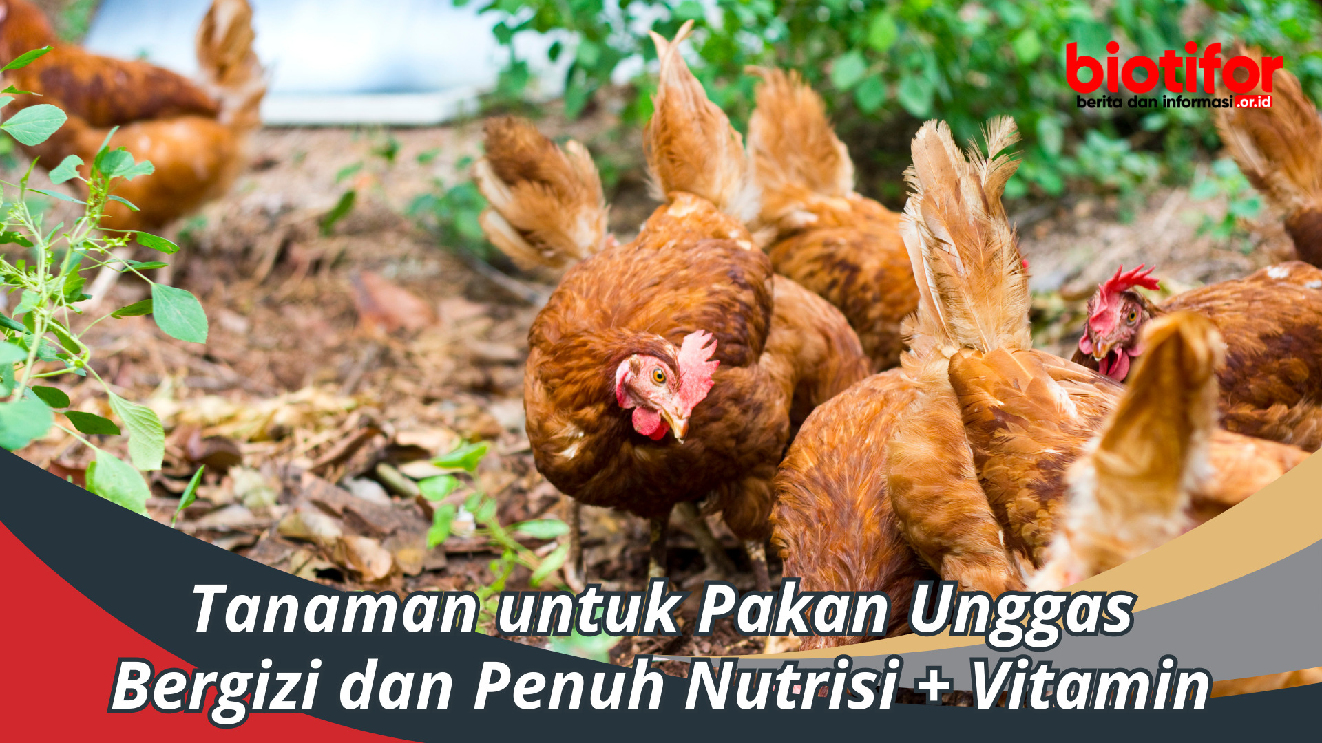 Tanaman untuk Pakan Unggas