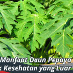 Manfaat Daun Pepaya