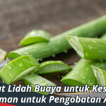 Manfaat Lidah Buaya