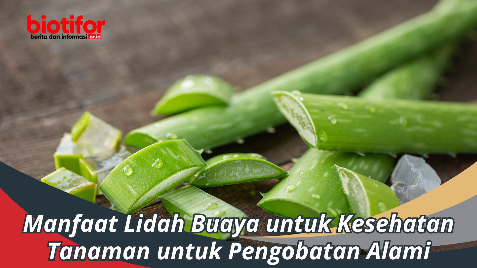 Manfaat Lidah Buaya