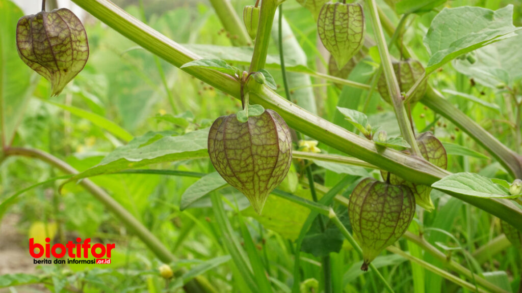 manfaat daun ciplukan