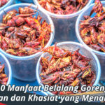 manfaat belalang goreng