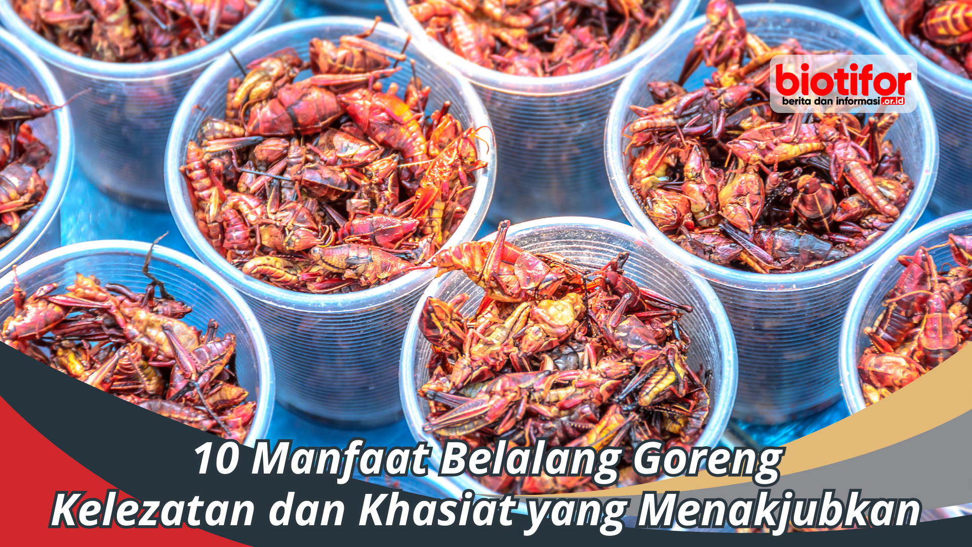 Manfaat Belalang Goreng: Tinggi Protein dan Banyak Khasiatnya