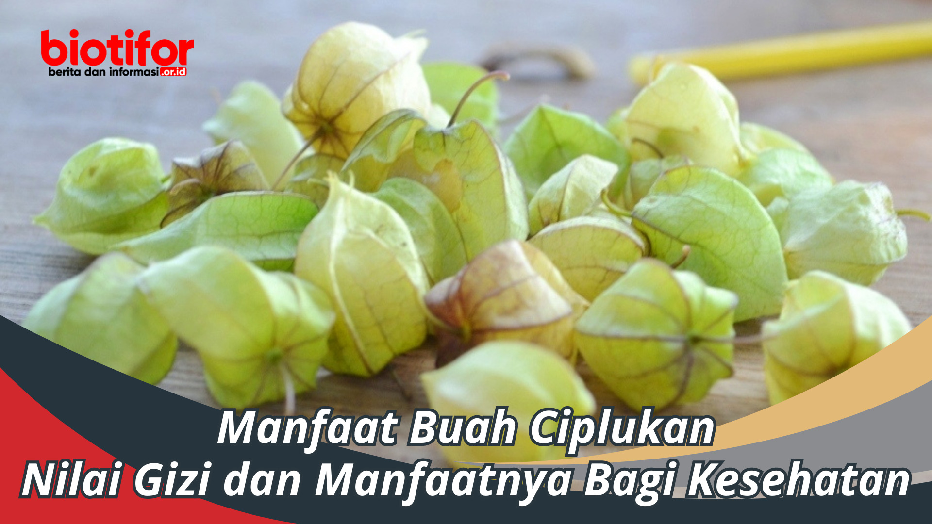 Manfaat Buah Ciplukan: Nilai Gizi dan Manfaatnya Bagi Kesehatan