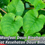 Manfaat Daun Binahong