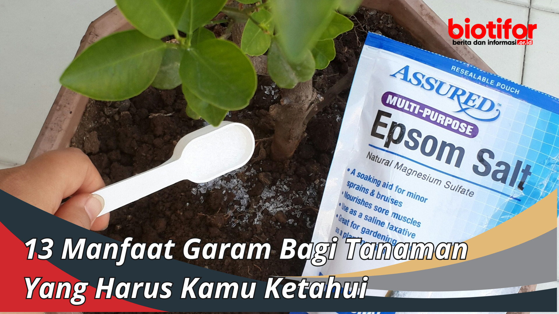 Manfaat Garam untuk Tanaman: Panduan Komprehensif