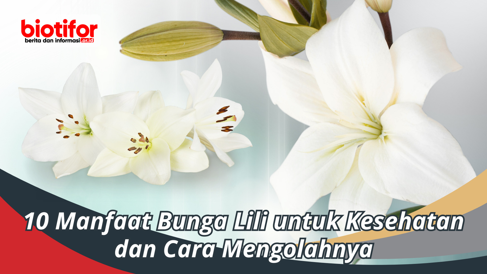 manfaat bunga lili