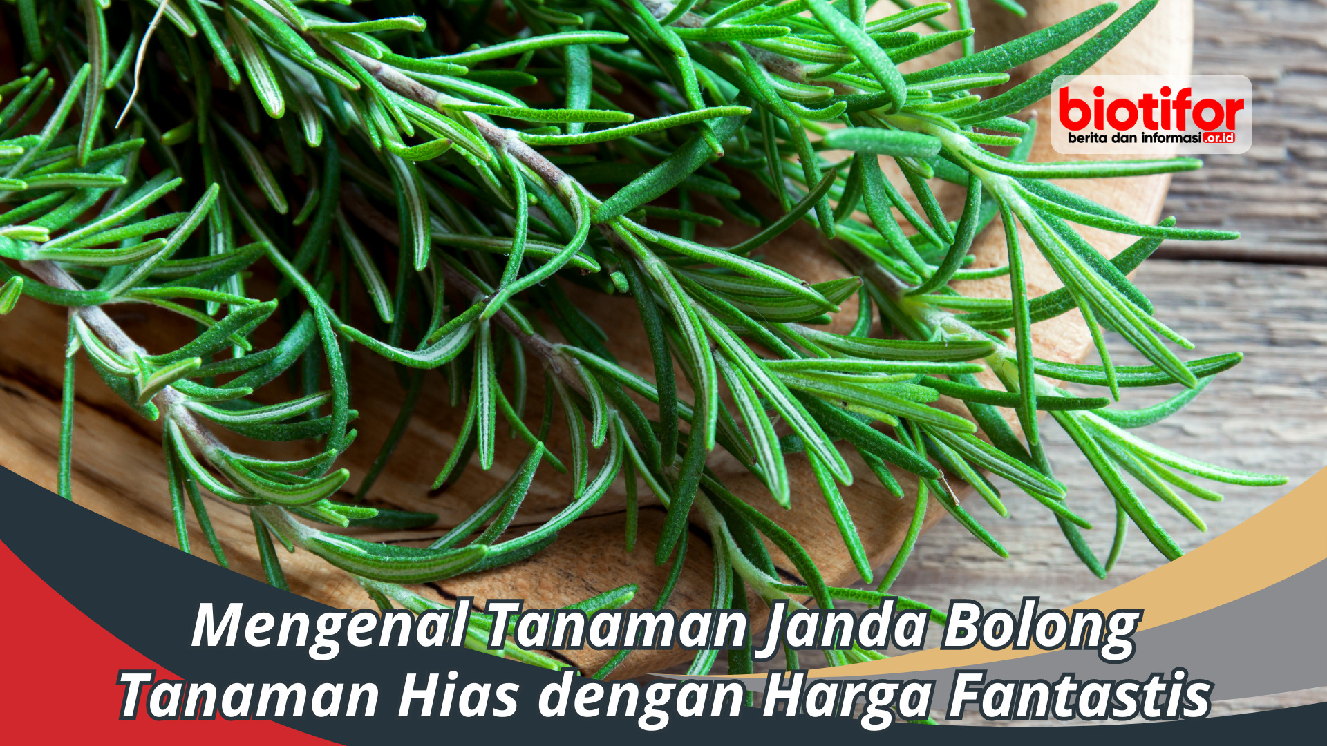 10+ Manfaat Rosemary untuk Kesehatan tubuh