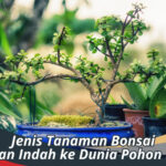 Jenis Tanaman Bonsai