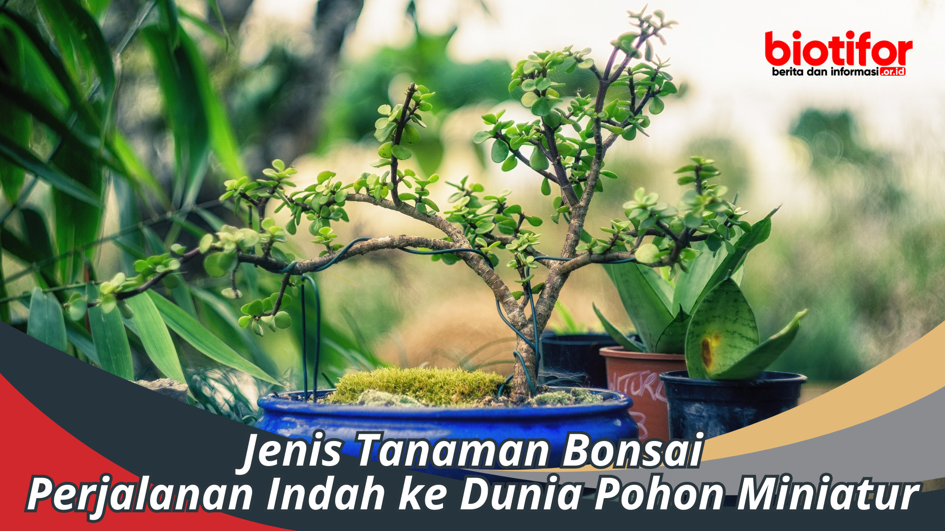 Jenis Tanaman Bonsai: Perjalanan ke Dunia Pohon Miniatur