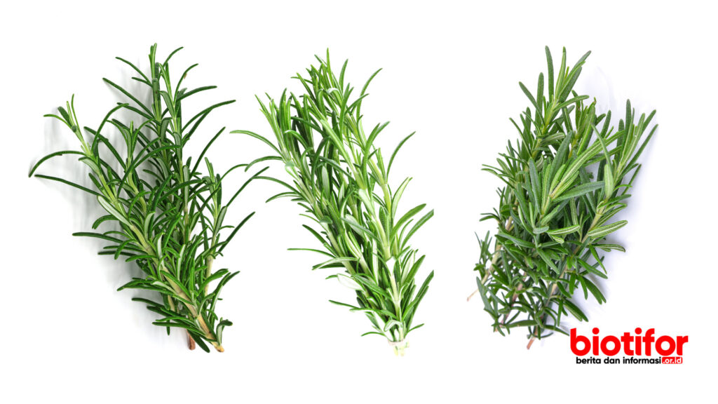 manfaat rosemary