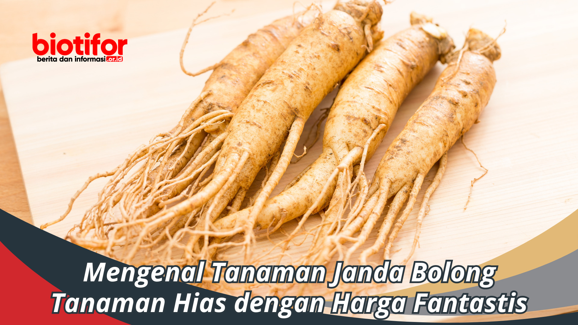 manfaat ginseng
