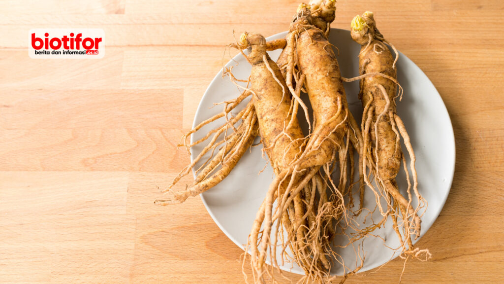 manfaat ginseng