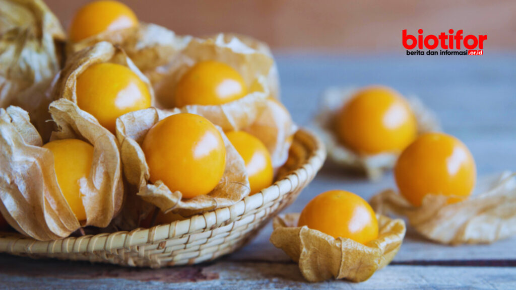 manfaat buah ciplukan untuk kesehatan