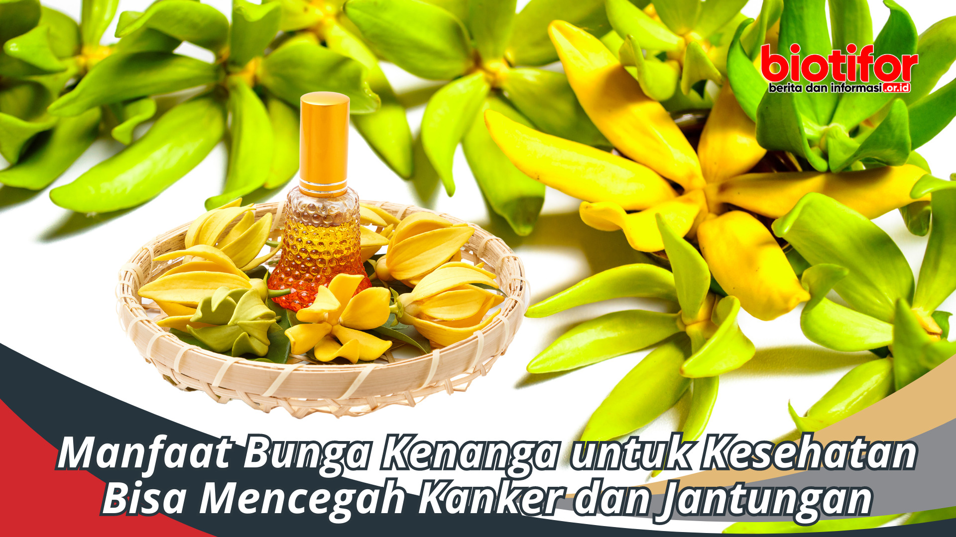 Manfaat Bunga Kenanga untuk Kesehatan: Bisa Mencegah Kanker
