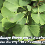 Manfaat Ginkgo Biloba