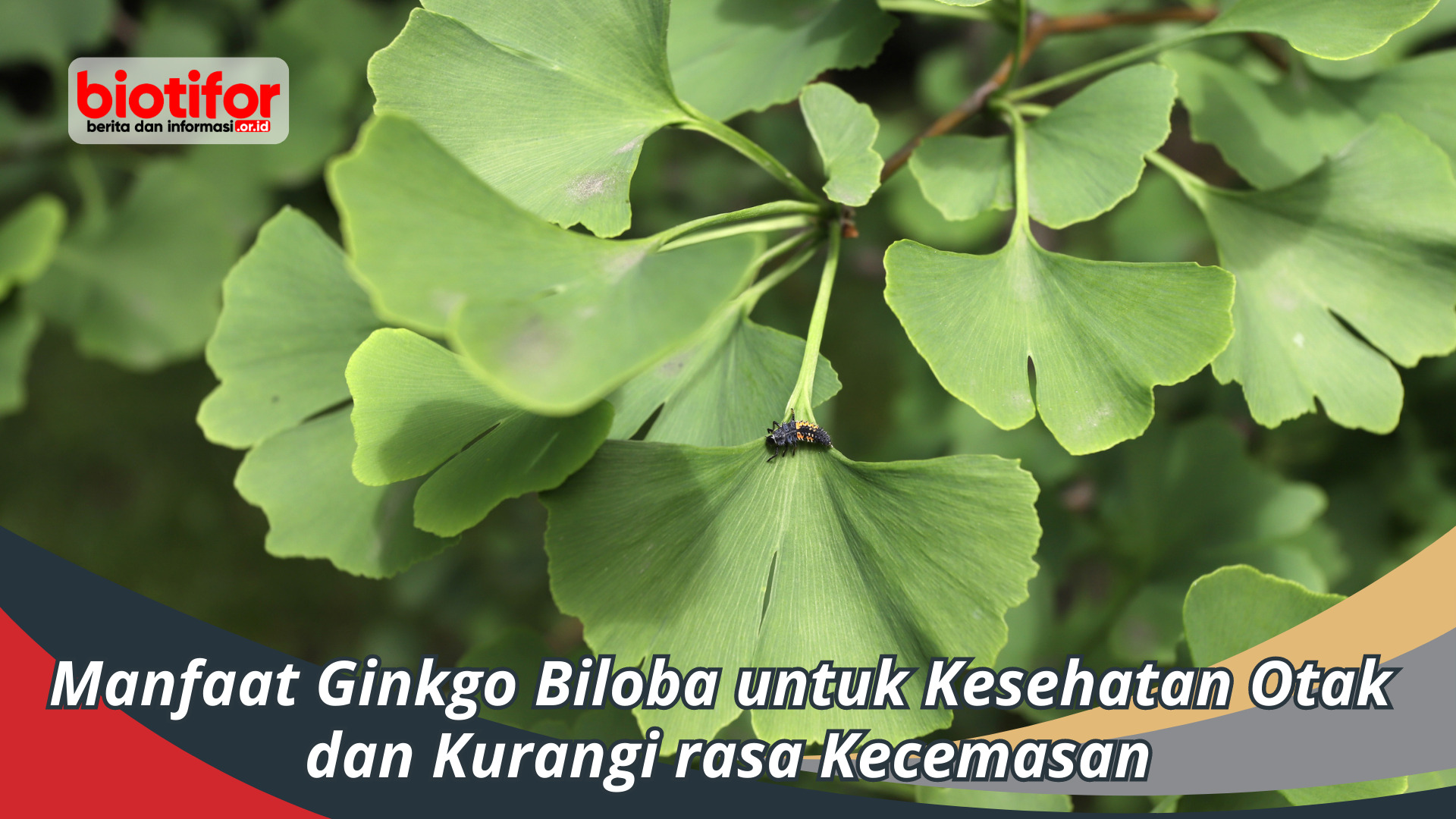 Manfaat Ginkgo Biloba