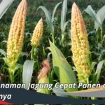 15 Jenis Tanaman Jagung Cepat Panen dan Cara Menanamnya