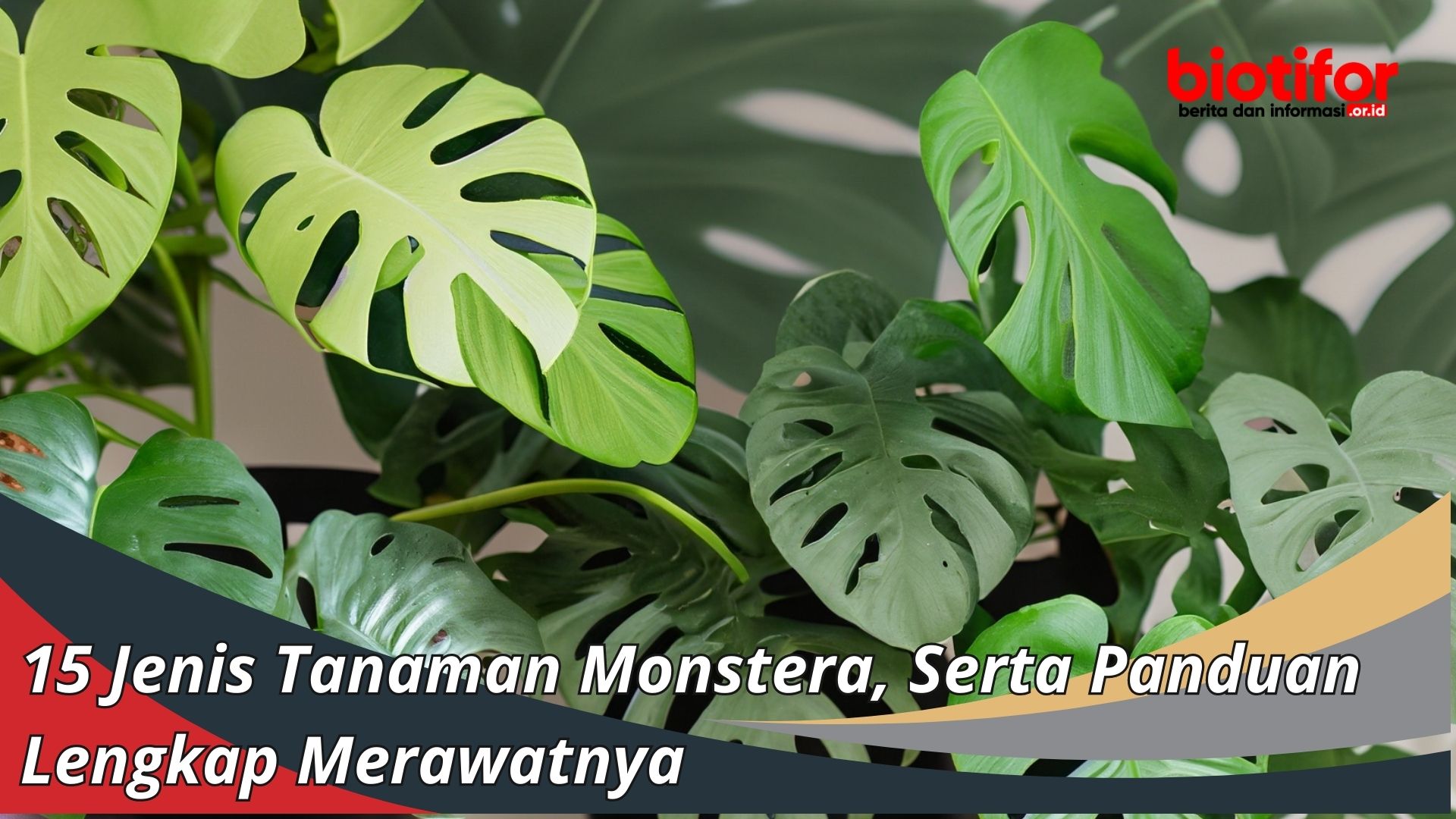 15 Jenis Tanaman Monstera, Serta Panduan Lengkap Merawatnya