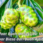 15 Manfaat Buah Mengkudu: Manfaat Luar Biasa dari Buah Ajaib