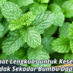 manfaat daun mint