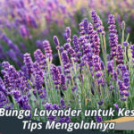 Manfaat bunga Lavender