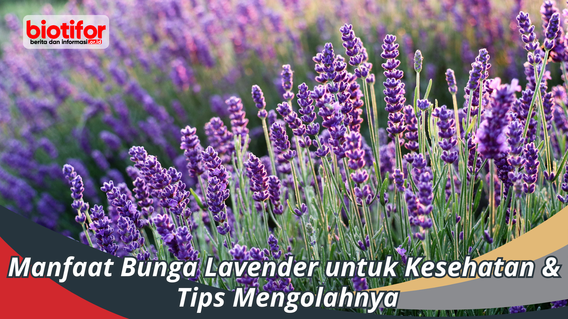 Manfaat bunga Lavender