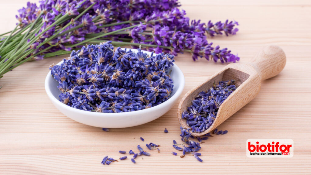 manfaat bunga lavender