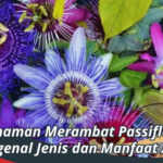 Tanaman rambat Passiflora